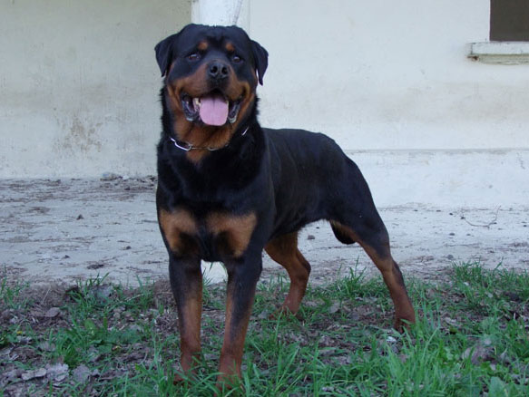 Bruce ot SergeevROTT